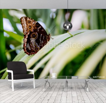 Picture of Tropical butterfly sitting on the leaf Close up image